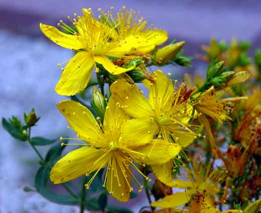  Image name: iperico4.jpg 
 width: 520 pixel 
 height: 425 pixel 
 Size: 45234 bytes 
 Click to enlarge 